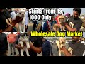 Wholesale Dog Market Outside Jalandhar Dog Show 2021