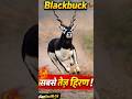 सबसे तेज दौड़ने वाला हिरण #blackbuck #facts #viral #virlshorts #viralvideo