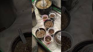growing cannabis 101 garage grow update
