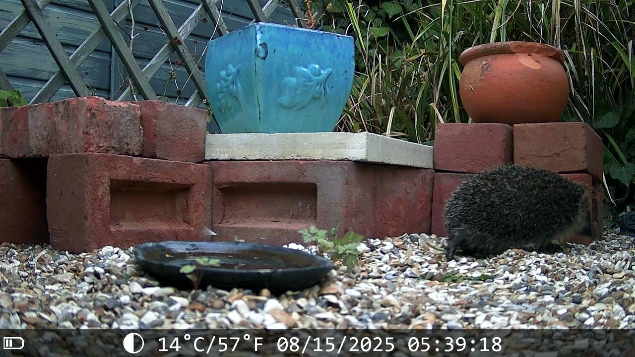Hedgehog highway 🦔❤️ | Nature