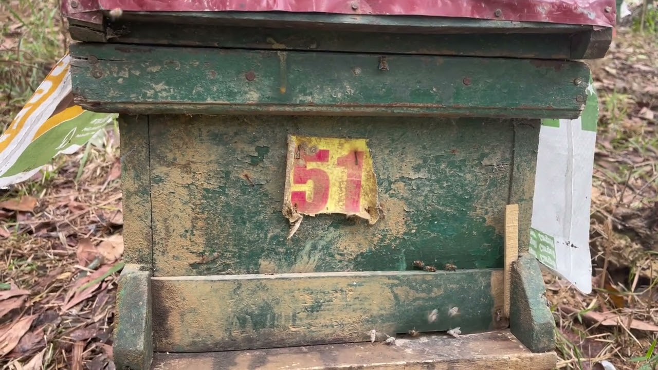 phương pháp cách sử ly trại ong khí đàn ong nhiễm thuốc bảo vệ thực vật