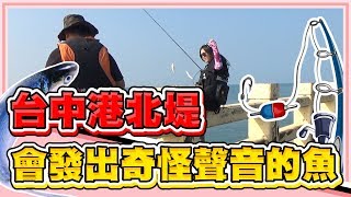 白帶季節...釣到會叫的魚?台中港北堤【老婆】