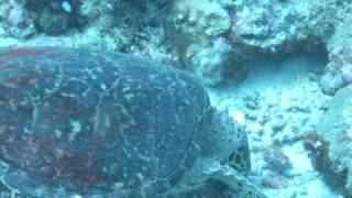 20110502 palau　亀の食事