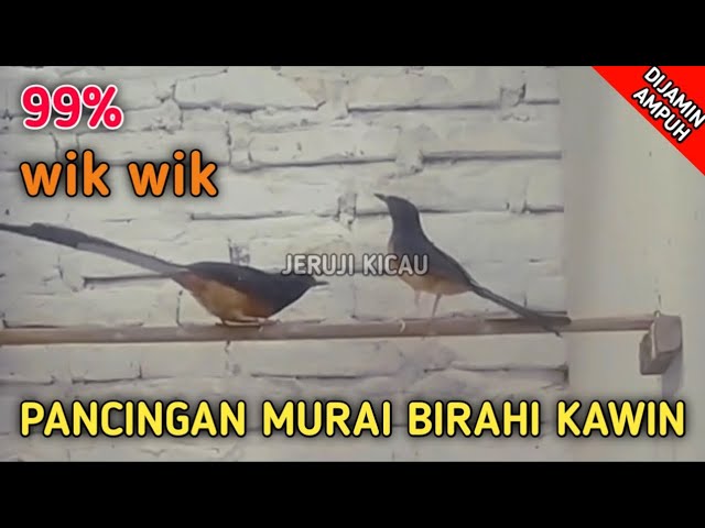 AMPUH!!! | PANCINGAN MURAI BATU BIRAHI KAWIN | MURAI BATU KAWIN class=