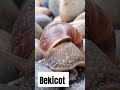 Bekicot 🐌 🐌 🐌 🐌 🐌