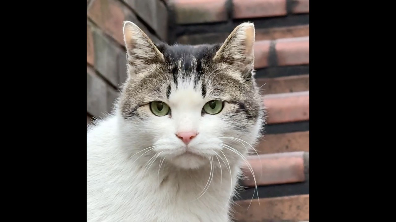 과묵한 고양이 고등어 #shorts