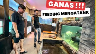 GILA‼️ GANAS BANGET FEEDING PREDATOR MONSTER MILIK AUDREY KING OF THE JUNGLE 