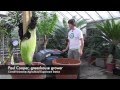 When will a Titan Arum bloom again at Cornell?