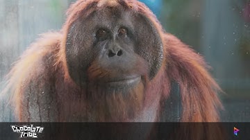 [Demo Reel] Prism Pipeline  - May 2023