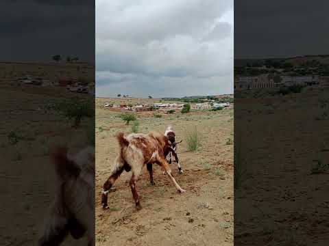 الماعز في حركة قوة وصراع وعنفوان         