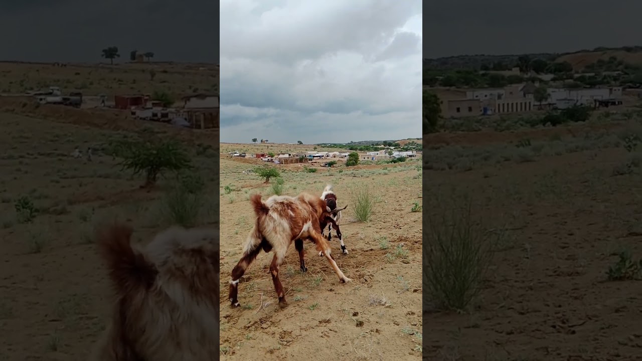 الماعز في حركة | قوة وصراع وعنفوان 🐐| Goats in Action | Power, Strength & Fight 