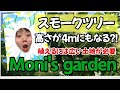 Moni's garden スモークツリーの特徴 #スモークツリー #我が家の植物 #ガーデニング #高木