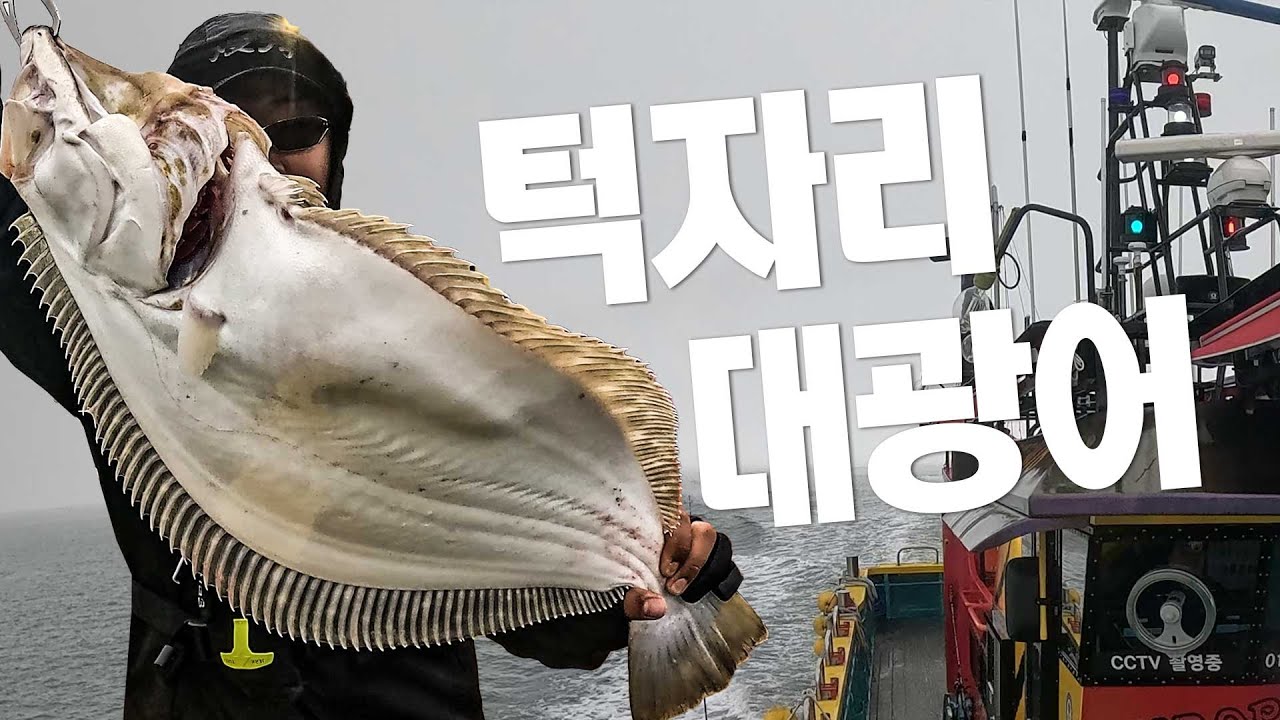 전곡항 광어다운샷, 입파도 대광어 산란터 턱만 잘타면 장원합니다!