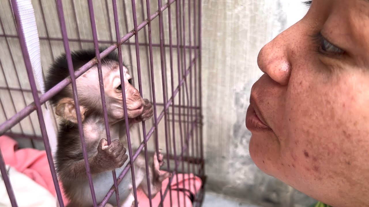 the baby monkey's terrifying facial expression will see Erna