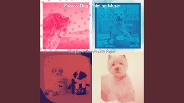 Stylish Backdrops for Relaxing Your Dog