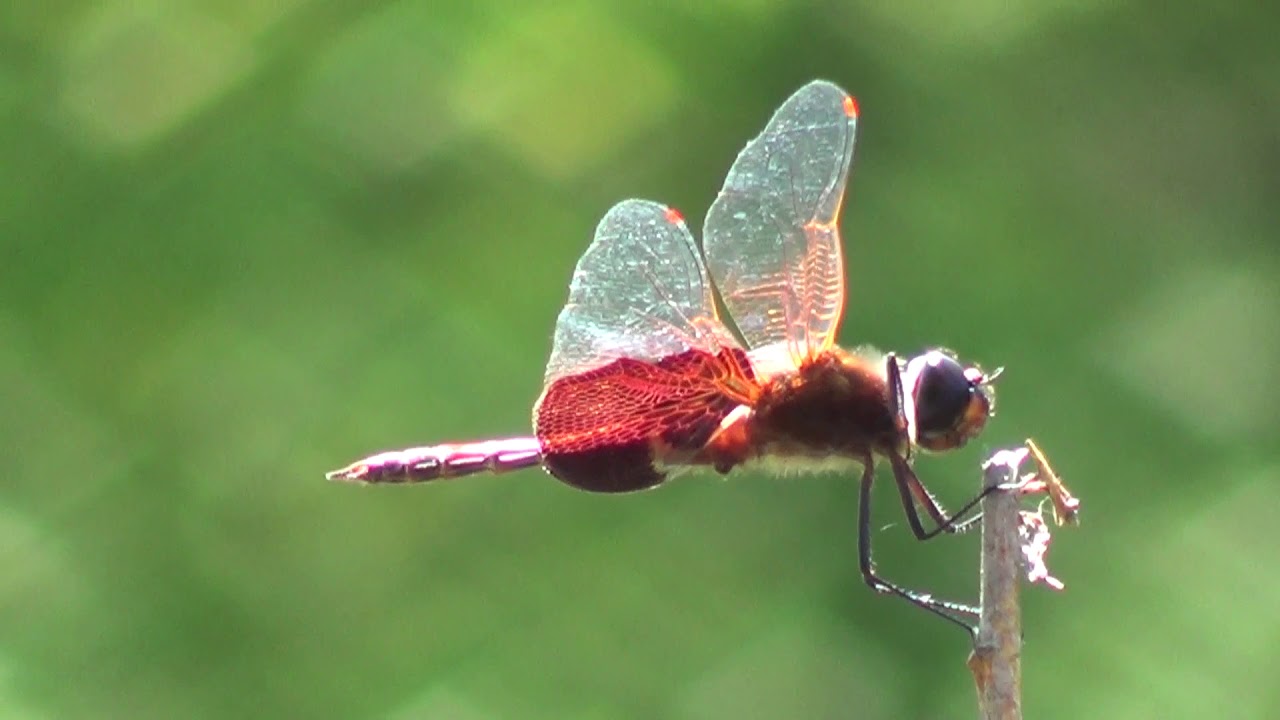 Red Saddlebags Dragonfly 1 HQ HD