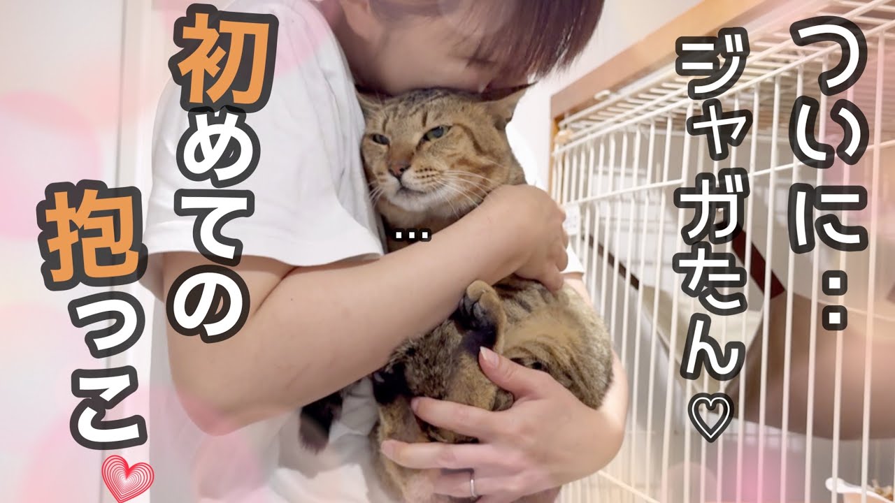 怖い顔したジャガたんを初めて抱っこしたらサイコーな事になりました🧡