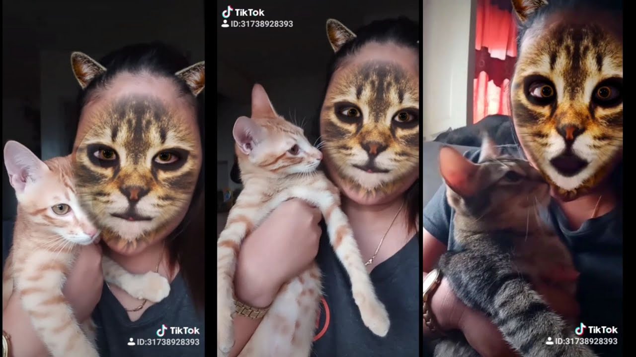 TikTok Cat Hilarious Reaction To Cat Filter! YouTube