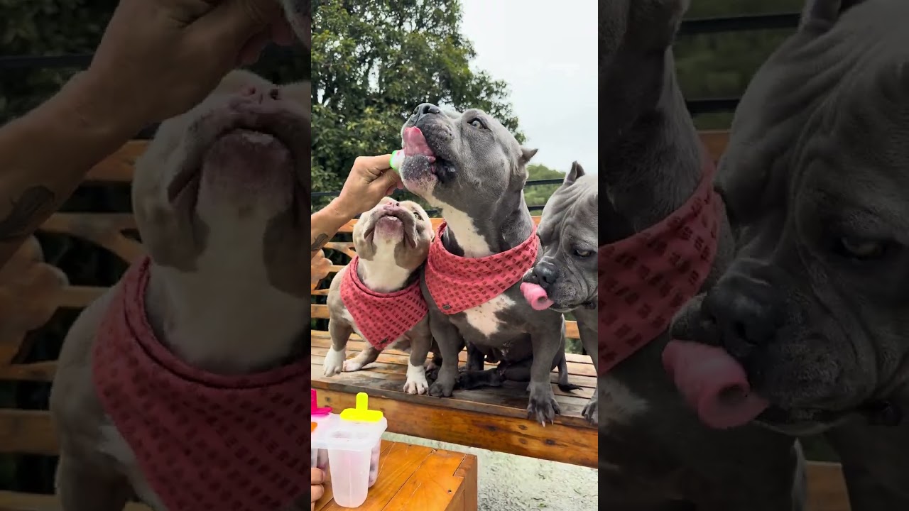 Picolé de Acerola, Mirtilo e Maçã Verde 🐾🤗 Receita pra Refrescar seu Cachorro em Dias Quentes 🐾 썸네일