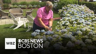 "Hydrangea whisperer" in Massachusetts shares secrets of her success