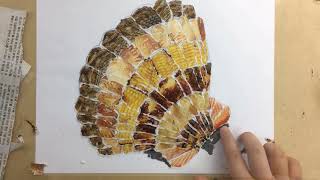 How made Seashell collage by 9 years old