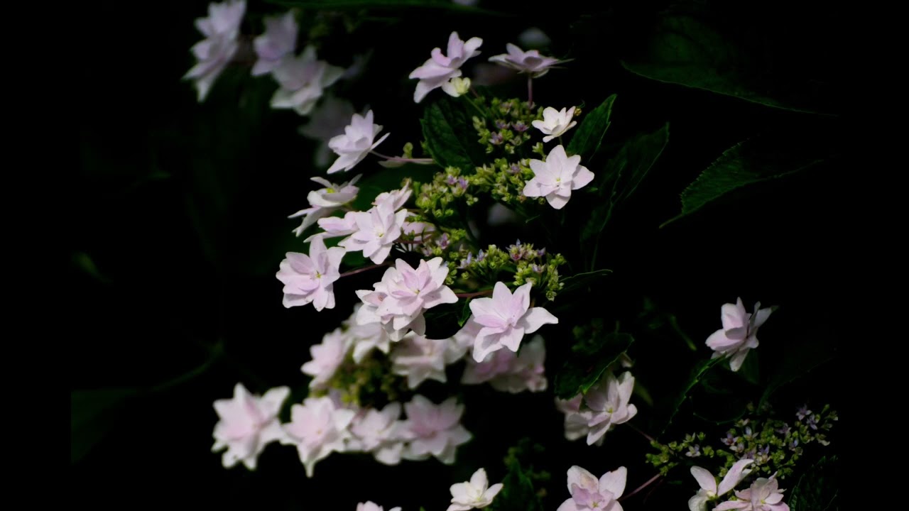 感激を求めて 服部農園あじさい屋敷の紫陽花 6月17日 千葉県茂原市 Youtube