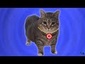 OIIAOIIA - Cat Brainrot Video (HARD TECHNO REMIX) SPINNING CAT #7