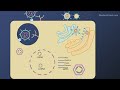 HBV Life cycle and Modes of Transmission (Animated) - Hepatitis B part 2
