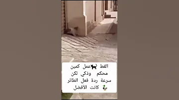 القط عمل كمين محكم وذكي لكن سرعة رد فعل الطائر كانت الافظل 