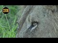 safariLIVE - Sunset Safari - January 16, 2019