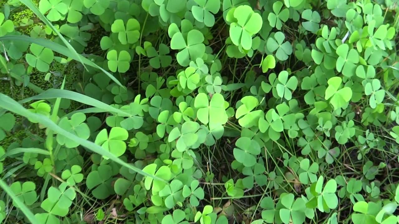 GET LUCKY We show you where to find Four Leaf Clovers 4