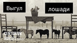 Зачем и как выгуливать лошадь?