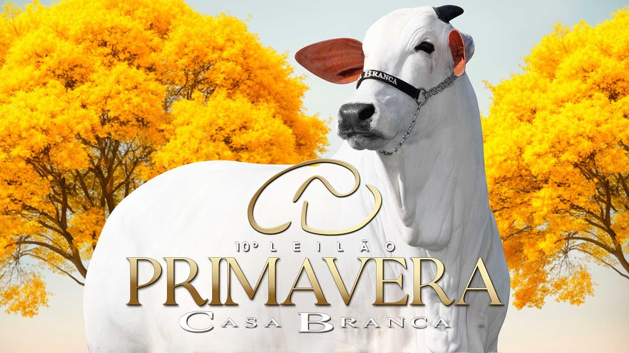 LOTE 40   CABN 385   ONIX A1079   CABN 528   CABN 511 zap