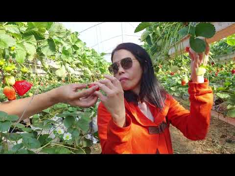 Agronen strawberry farm Gedera, Israel
