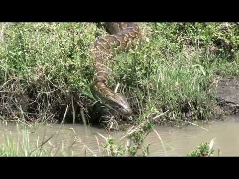 Le python de Seba