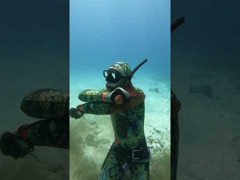 When Octopus Hunting Goes Wrong!