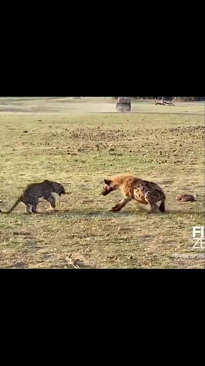 Leopard vs Hyena Fight ! By Wild Battles