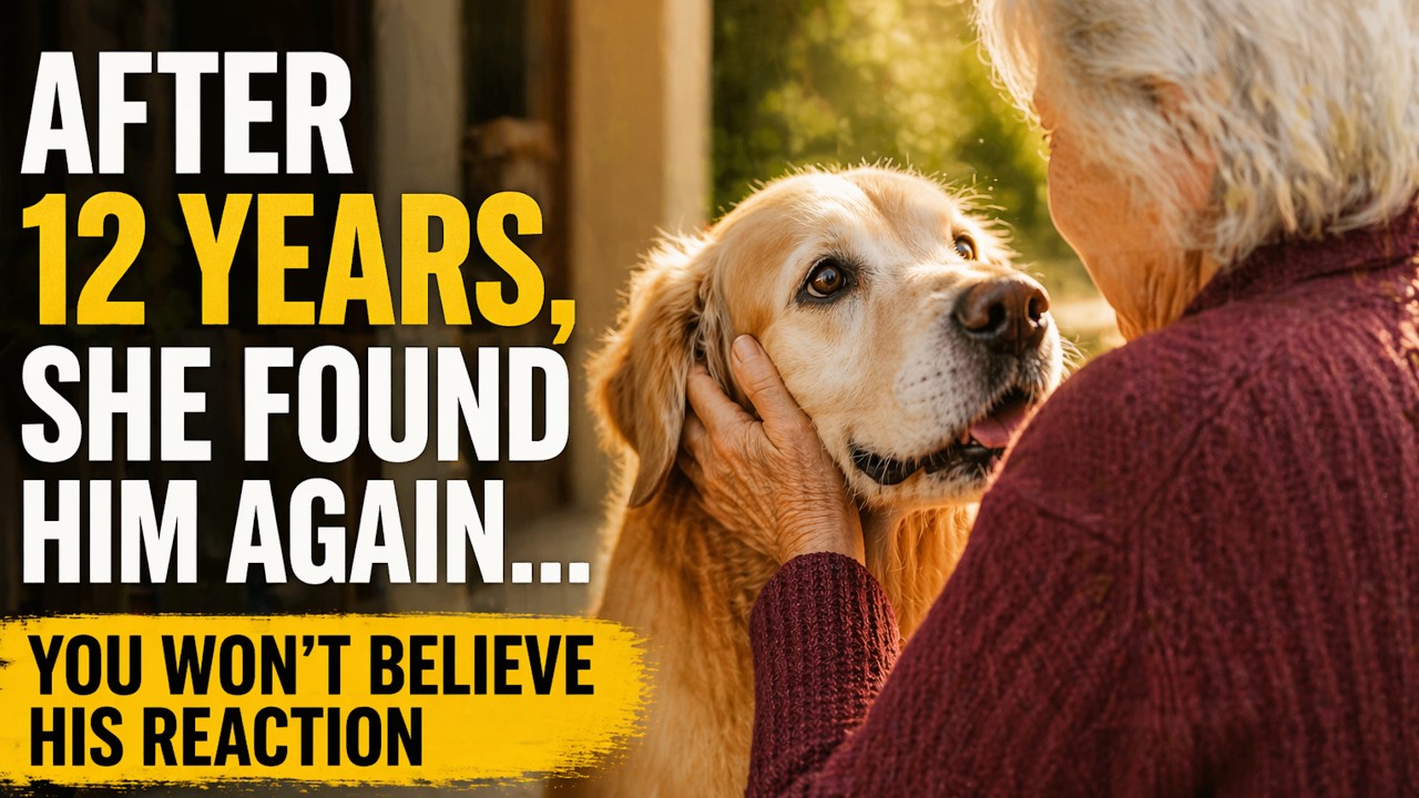 Golden Retriever Stolen 12 Years Ago Finally Reunites With Her