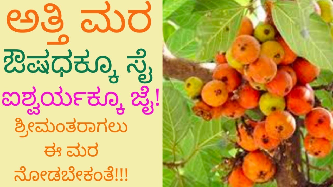 ಅತ್ತಿ ಮರ/Cluster Fig/ಔದುಂಬರ/ದೇವತಾ ವೃಕ್ಷ/ಅದ್ಭುತ ಔಷಧಿಯ ಮರ/ಅಂತರ್ಜಲ ವೃದ್ಧಿಸುವ ಮರ#nativenest