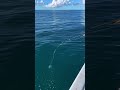 #Snapper Fishing