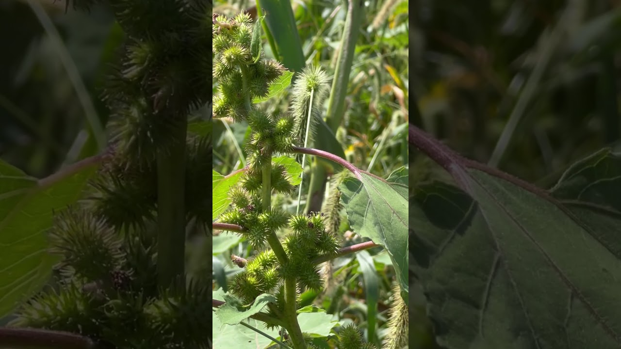 ￼ Cocklebur plants￼