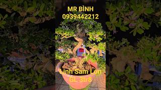 MR BÌNH | #0939442212 | SAM LỚN ĐẸP GL 3TR8... #bonsailuctinhmientay  #linhsam #samdep #ltmt #bsltmt