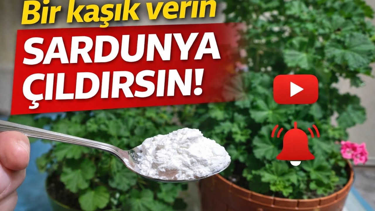 SARDUNYALAR ÇILDIRDI 💯 BU KÜRDEN SONRA HEMEN ÇİÇEK AÇMAYA BAŞLADI 💯