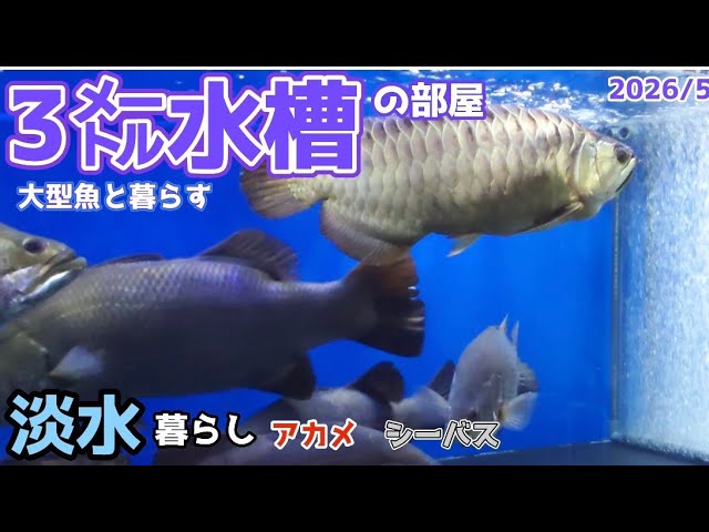 大型魚を中心にアクアリウムを楽しんでいる私の水槽部屋の水槽をすべて