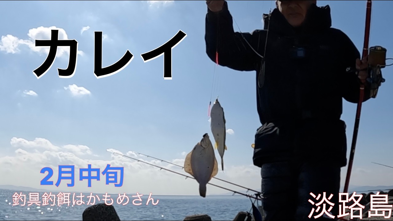 カレイ釣り　　　　　　　　　　　　　　　　　　　　　　　　　　　　　#fishing#鯛釣り#船釣り#ダイワ#がまかつ#カレイ#シラサエビ#エビ巻き釣り#キス釣り#投げ釣り