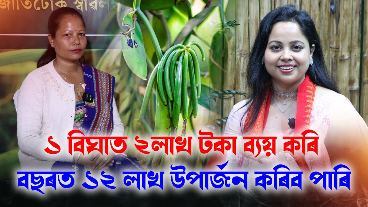 অসমৰ জলবায়ু ভেনিলা খেতিৰ বাবে উপযোগী নে ?