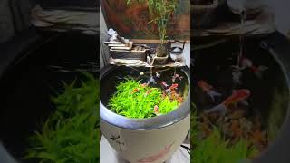 Adding a few South American bamboo plants to the tank