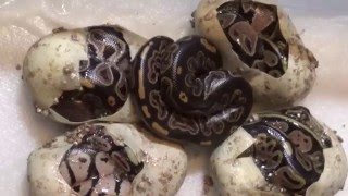 Famous 2016 Black Pewter x Dinker Profile