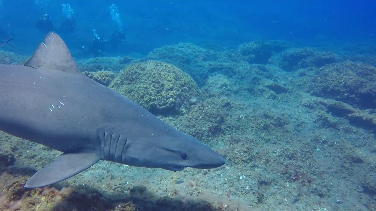 Freediving with Smalltooth Sandtiger Sharks