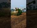 आवा चला धान काटे#harvesting#paddy#paddyfield#agriculture#farming#farmerlife#khetibadi#shortsfeed#yt
